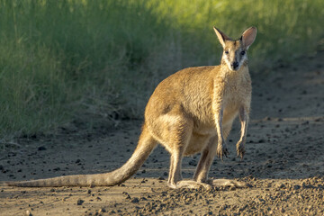 Agile Wallaby in Queensland Australia