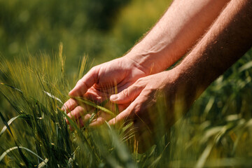 Agronomist touching unripe barley spikes in cultivated field. Closeup of male hand on plantation in...
