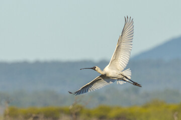 Royal Spoonbill in Queensland Australia