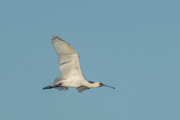 Royal Spoonbill in Queensland Australia