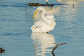 Eastern Great Egret in Queensland Australia
