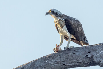 Australian Osprey in Queensland Australia