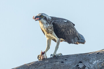 Australian Osprey in Queensland Australia