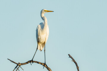 Eastern Great Egret in Queensland Australia