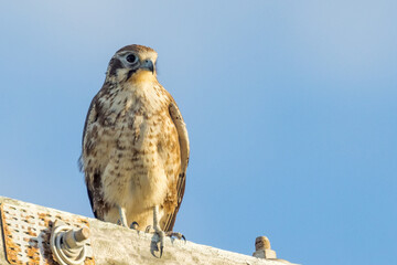 Brown Falcon in Queensland Australia