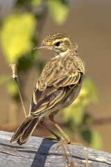 Australasian Pipit in Queensland Australia