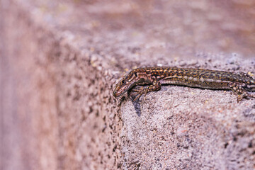 Brown Sand Lizard (Lacerta agilis Linnaeus).
