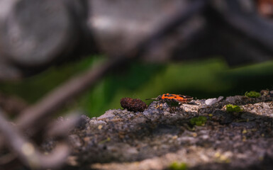 insect in green nature or garden