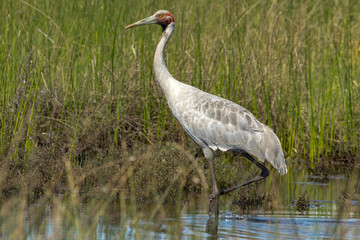Brolga Crane in Queensland Australia