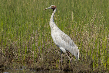 Brolga Crane in Queensland Australia
