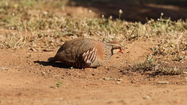 Perdiz roja en su entono natural bebiendo agua