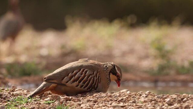 Perdiz roja en su entono natural bebiendo agua