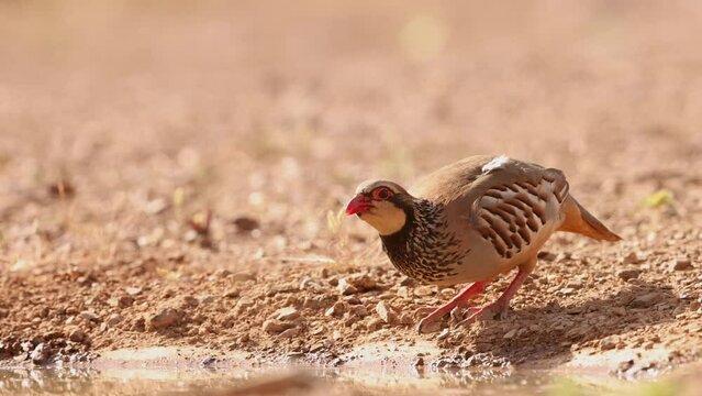 Perdiz roja en su entono natural bebiendo agua