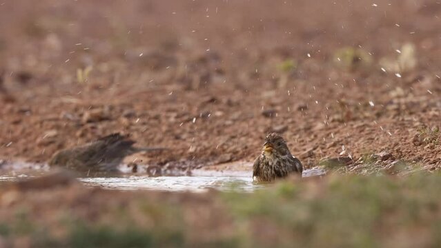 peque&ntilde;o p&aacute;jaro limpiando sus plumas en el agua