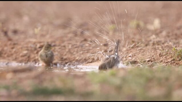 peque&ntilde;o p&aacute;jaro limpiando sus plumas en el agua