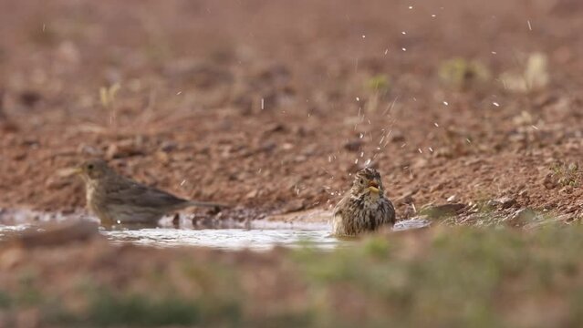 peque&ntilde;o p&aacute;jaro limpiando sus plumas en el agua