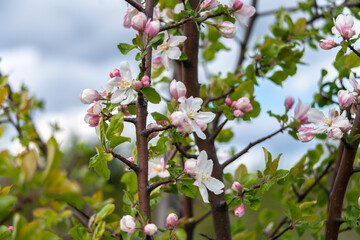 Beautiful spring cherry. in pastel pink and white tones. Sakura. Small depth of field. Close-up of flowering branches of pink cherry, Japanese cherry tree in spring. Spring landscape of Japan