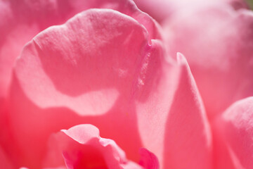 petalo, rosa, dettaglio, fiore