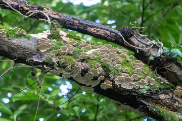 Mushroom and lichen on a branch tree