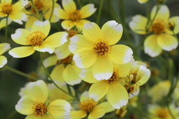 Obraz na płótnie Canvas 秋の日本の野原に咲く黄色と白の複色のウインターコスモスの花