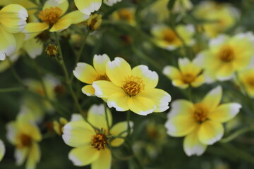 秋の日本の野原に咲く黄色と白の複色のウインターコスモスの花