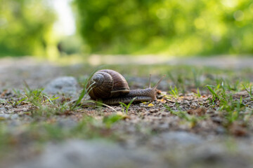 Snail on ground in shade of sunlight on blurred background of green forest