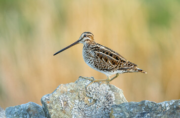 Close up of a snipe at sunrise.  Scientific name: Gallinago gallinago.  Perched on lichen covered drystone walling, facing left.  Yorkshire Dales, UK. Clean background with copy space.