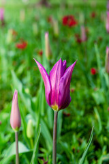 Purple tulip flower garden in spring. Pink tulips blooming flowers on flowerbed