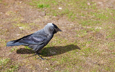 a jackdaw walking around on the lawn