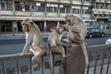 THAILAND - MONKEY BUFFET FESTIVAL - 2021