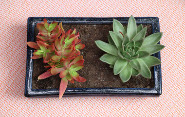 two succulent plant in blue vase view from above