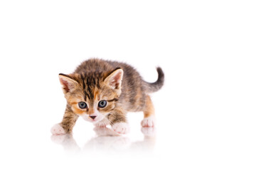 Kitten with blue eyes is playing and wants to attack the camera.