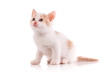 White and red kitten in the studio on a white background.