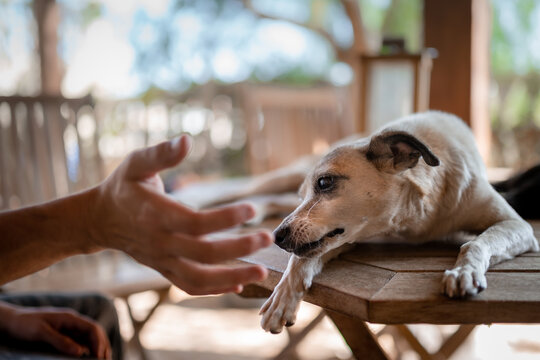 Close up. a dog on a garden table plays with his owner's hand