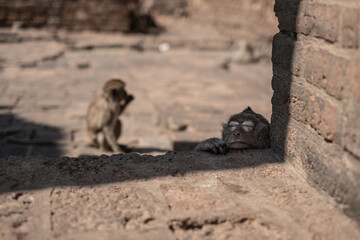 THAILAND - MONKEY BUFFET FESTIVAL - 2021