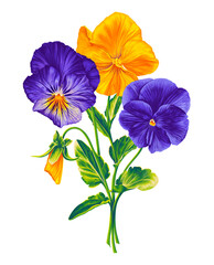 Víola trícolor, Pansies, violet. Bouquet of vector realistic hand-drawn flowers. Blue and yellow, blue and purple plants with bright lettuce leaves isolated on white background or your design.