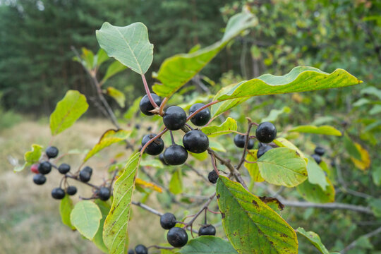 Berries alder buckthorn - Frangula alnus on a branch among the leaves.