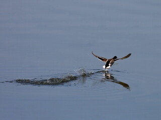 Male mallard duck takes off from the water with wide open wings