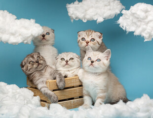 Group of various short-haired Scottish kittens sitting in a wooden box on a blue sky background.