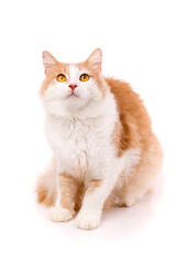 Focused adult male cat sitting on a white background and looking up with yellow eyes.