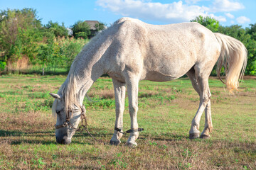Naklejka na ściany i meble White domestic horse . Mare at the pasture