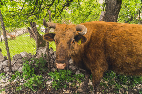 close up shot of a brown cow in the village, ecological breed, natural. High quality photo