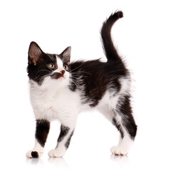 Obraz premium Black and white kitten stands sideways and looks up. Isolated on a white background.