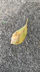 leaf on the ground