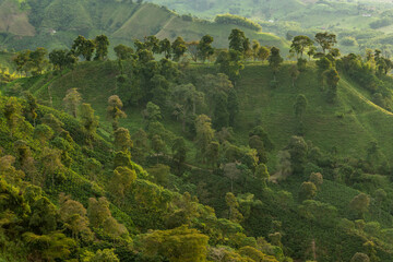 Arabica coffee plants fields in organic plantation, Manizales region, Colombia