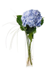 Blue hydrangea stands in a tall glass vase on a white background.