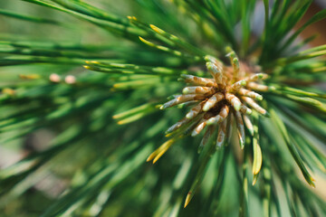 Naklejka na ściany i meble christmas tree branches close up of pine needles