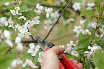 Cutting a dry branch on a flowering cherry tree using a pruner in the hand of a gardener. sanitary...