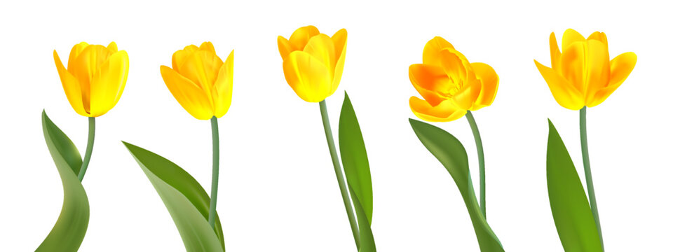 Set of vector bright tulips. Spring flowers. Realistic picture. For fabric, wallpaper, cards