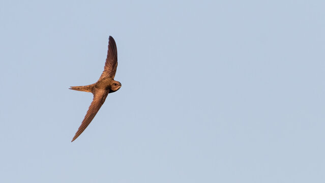 Common swift (Apus apus) hunting for insects in flight. Beautiful migratory bird.